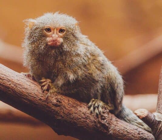 pygmy marmoset lifespan