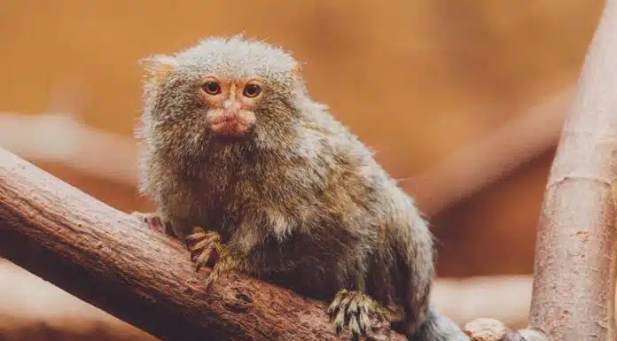 pygmy marmoset lifespan