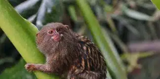 how much does pygmy marmoset cost
