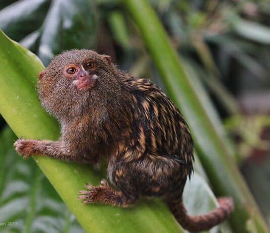 how much does pygmy marmoset cost