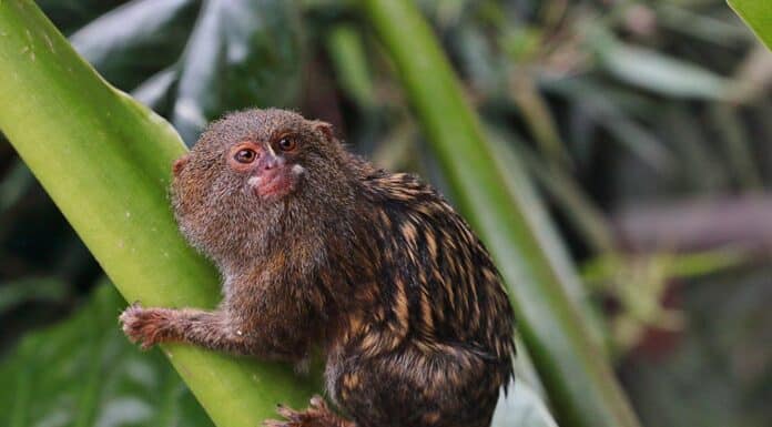 how much does pygmy marmoset cost