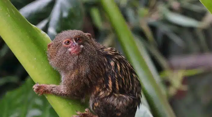 how much does pygmy marmoset cost