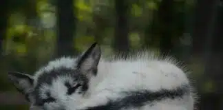 canadian marble arctic fox