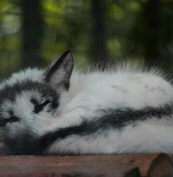 canadian marble arctic fox