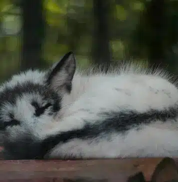 canadian marble arctic fox