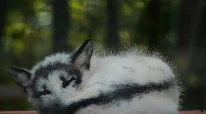 canadian marble arctic fox