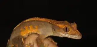 crested gecko