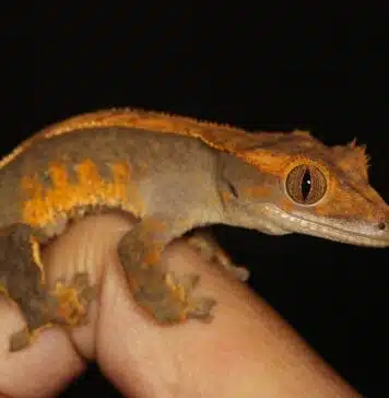 crested gecko