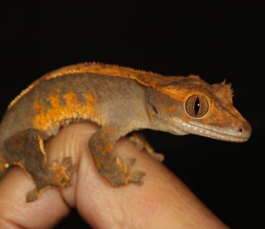 crested gecko