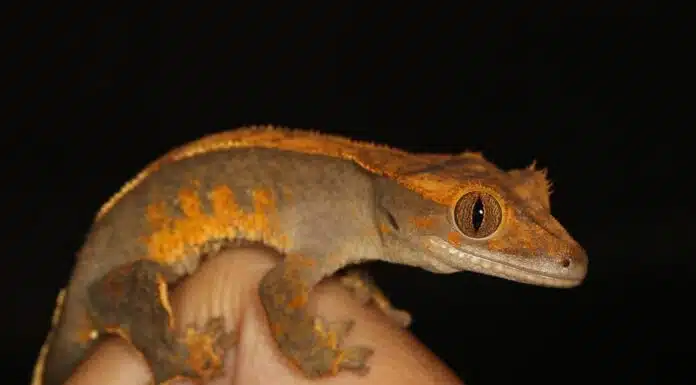 crested gecko