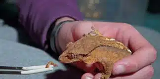 crested gecko loves mealworms