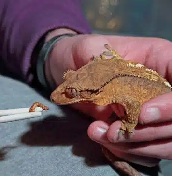 crested gecko loves mealworms