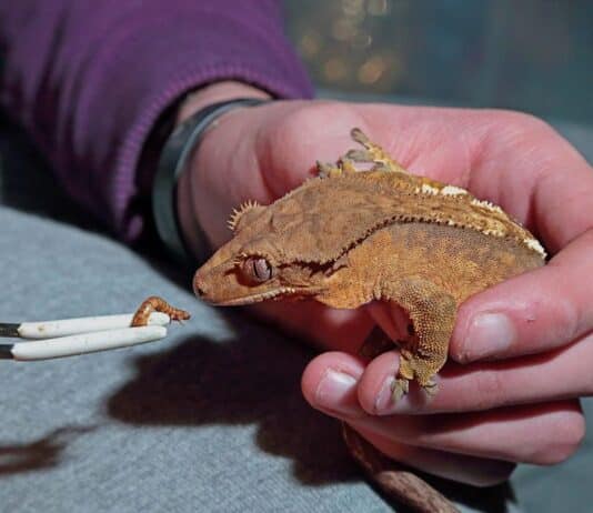crested gecko loves mealworms