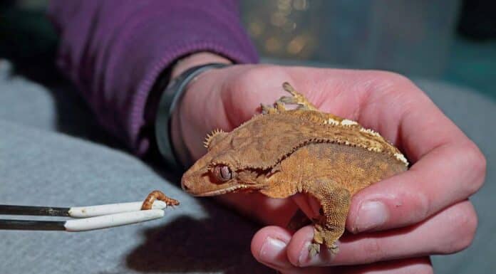 crested gecko loves mealworms