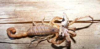 scorpion eating