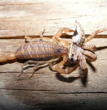 scorpion eating