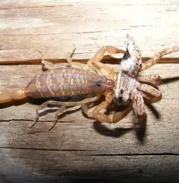 scorpion eating