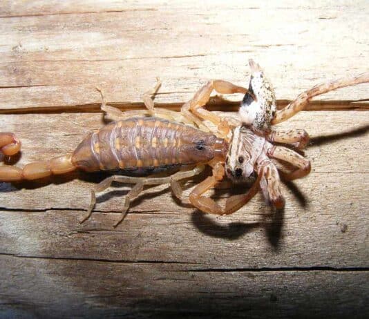 scorpion eating