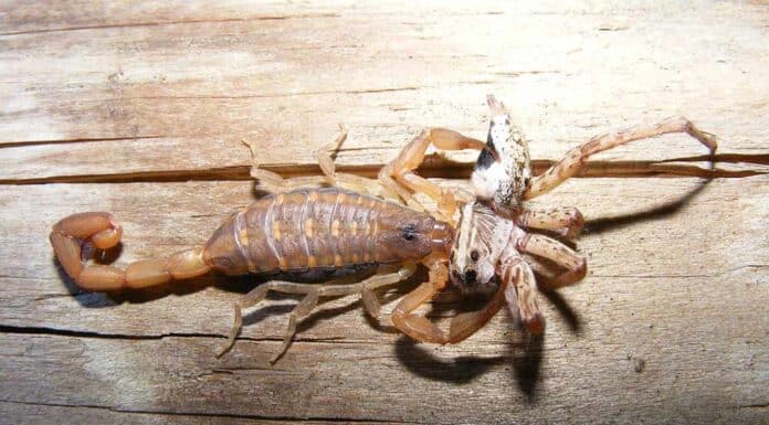 scorpion eating