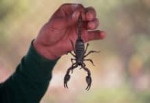 best scorpions