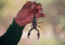 best scorpions