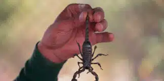 best scorpions