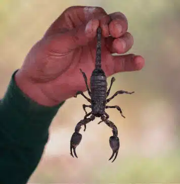 best scorpions