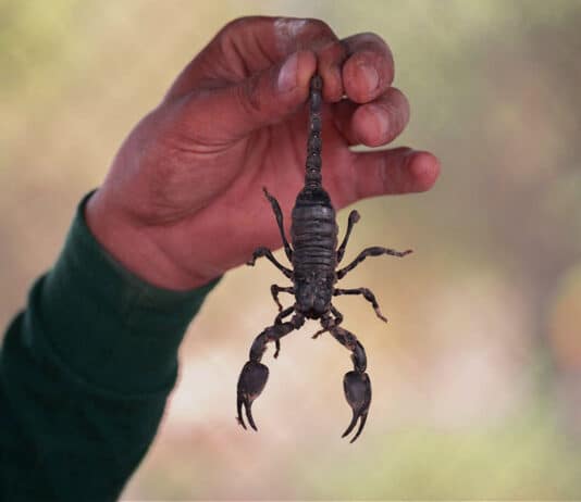 best scorpions