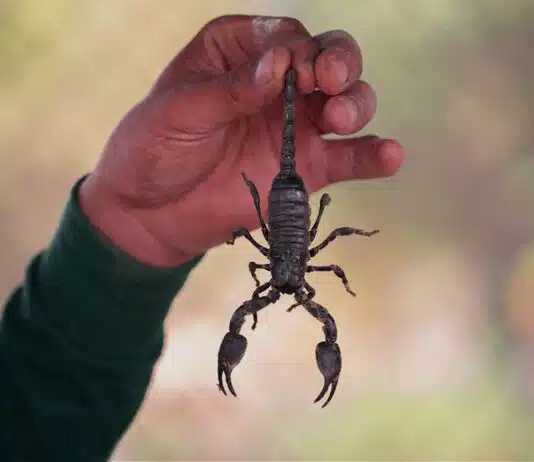 best scorpions