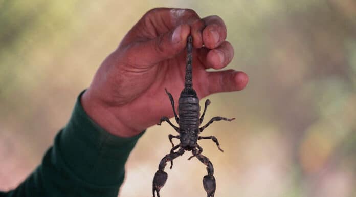 best scorpions