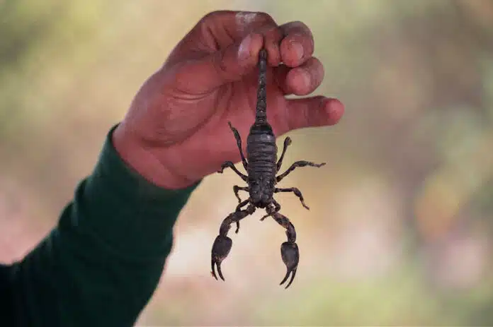 best scorpions