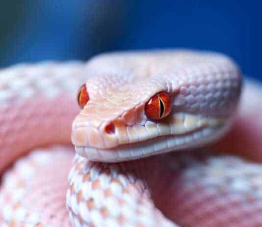Unveiling the Beauty and Charm of Albino Corn Snakes (A Comprehensive Guide)