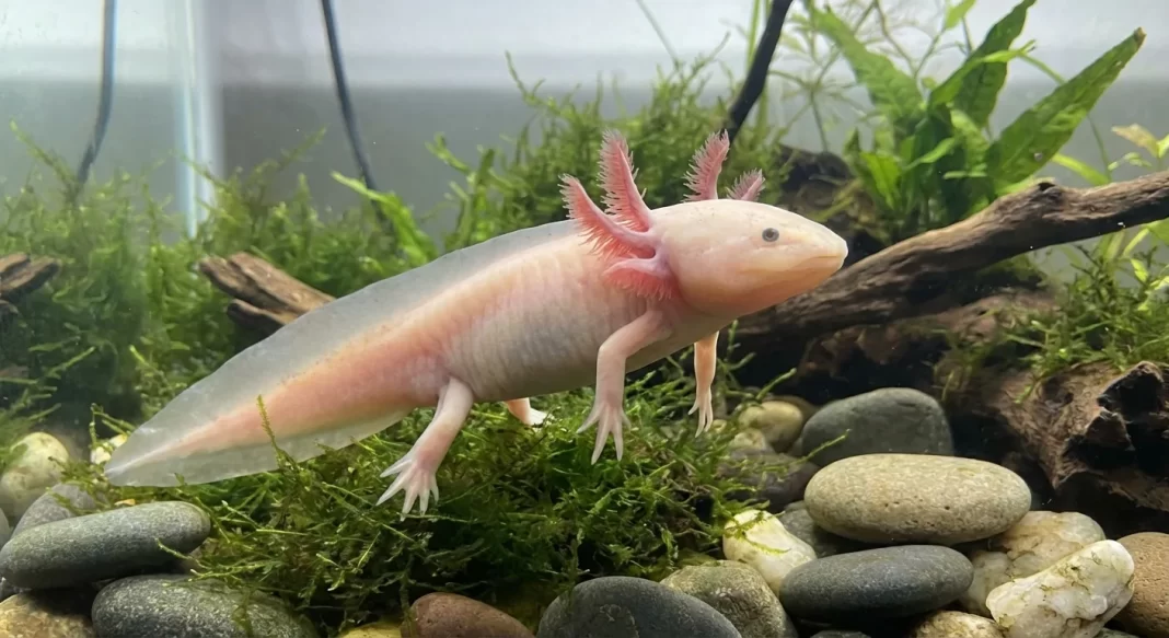 Axolotl Ammonia Burn Guide: Signs, Emergency Response, Recovery Support, and Prevention