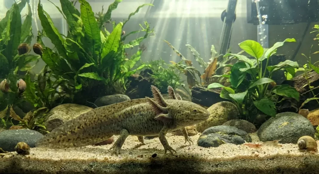Axolotl Behavior Guide: Normal Activity Patterns, Stress Signs, and What Your Axolotl Is Telling You