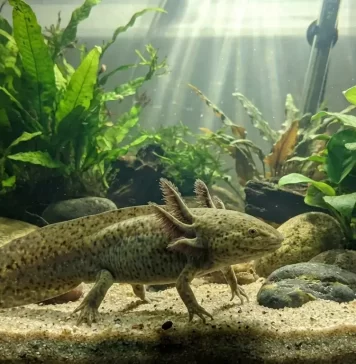 Axolotl Behavior Guide: The Normal-vs-Abnormal Classification, the Life-Stage Patterns, the Environment-Behavior Interaction, and the Behavior-to-Intervention Decision Rule