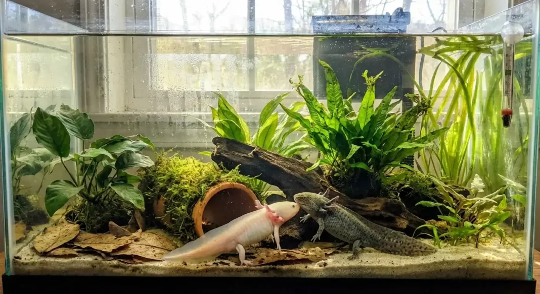 Axolotl Breeding Setup: How to Condition Your Pair and Prepare the Tank Environment