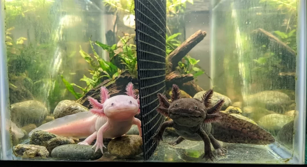 Axolotl Cannibalism Prevention: Why They Eat Each Other and How to Stop It