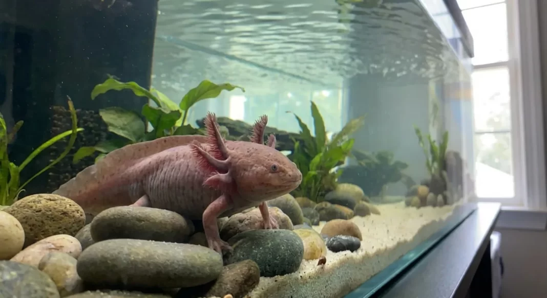 Axolotl Current and Flow Control: How to Reduce Water Movement Stress in Your Tank