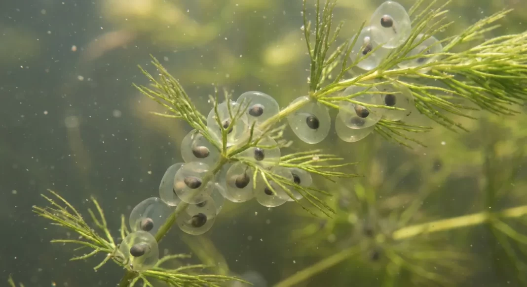 Axolotl Egg Care Guide: Fungus Prevention, Separation, and Hatch Timeline