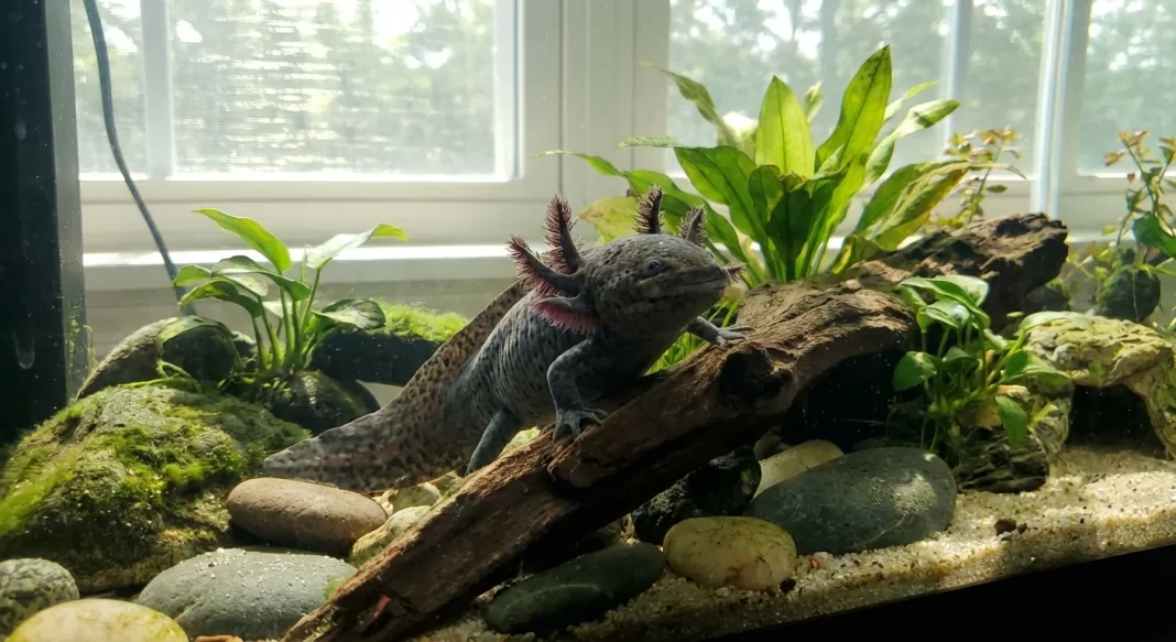 Axolotl Emergency Care Checklist: What to Do Before You Reach a Vet
