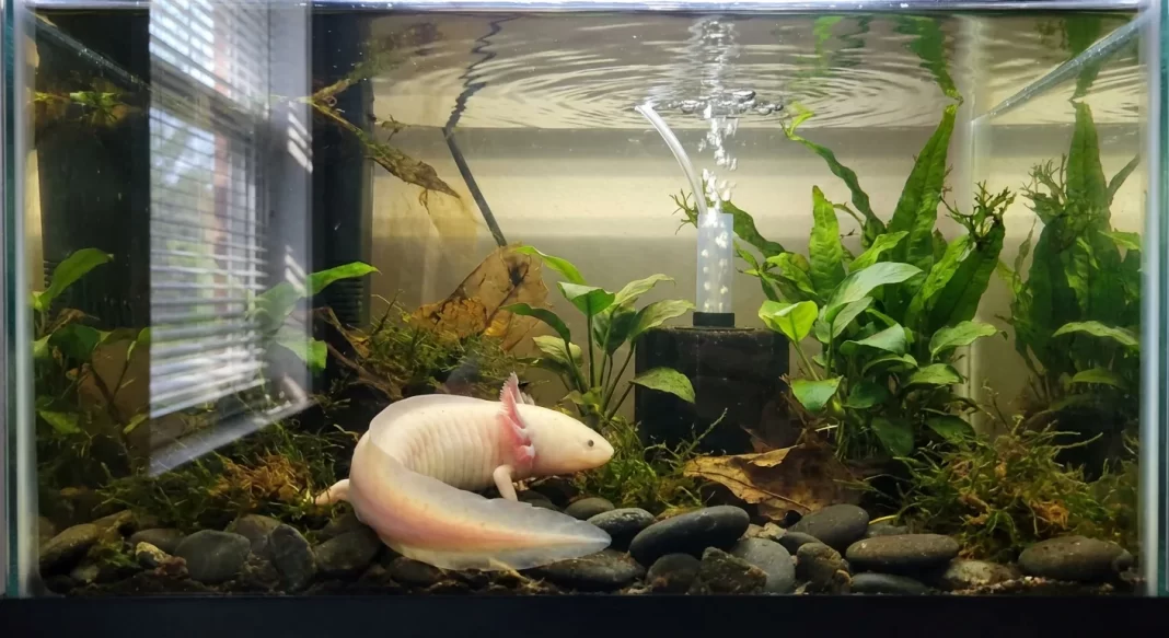Best Axolotl Filtration: Sponge vs Canister vs HOB, Flow Control, Media Management, and Filter Sizing