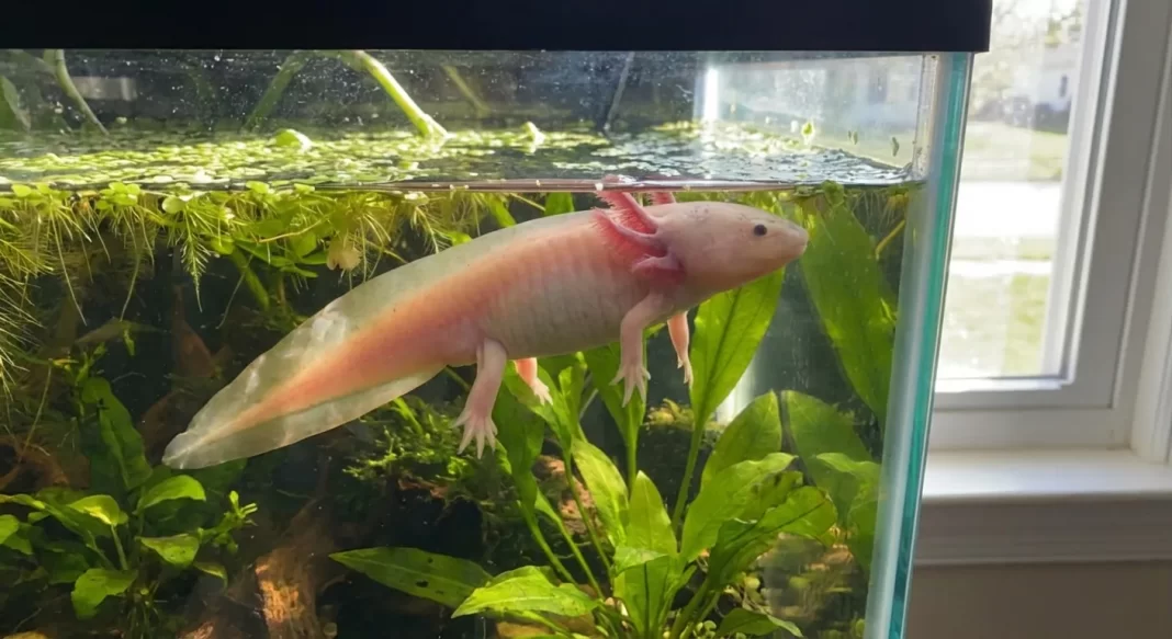 Why Is My Axolotl Floating? Causes, Risk Levels, and What to Do