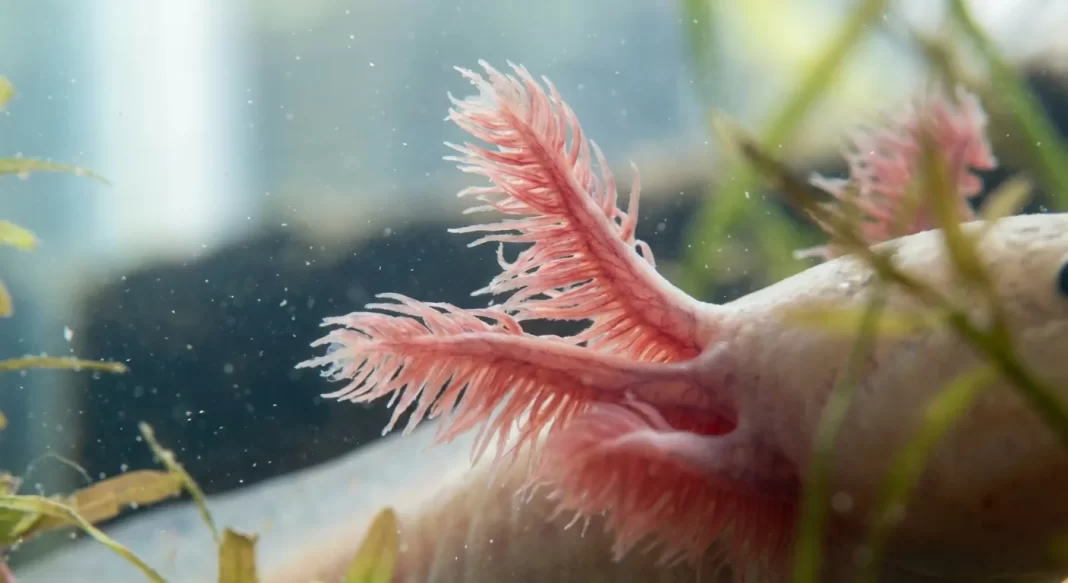 Axolotl Gill Curl Guide: Why Gills Curl Forward and How to Fix It Safely