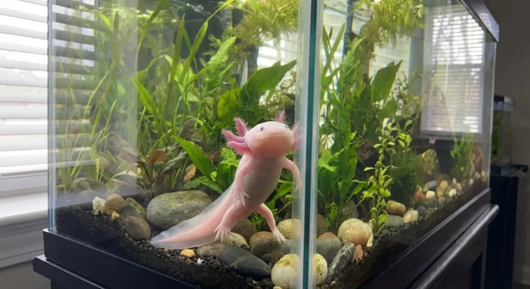 Axolotl Glass Surfing: Why It Happens and How to Stop It Safely