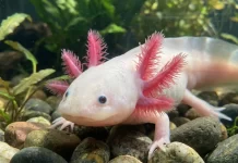 Axolotl Health Red Flags: When to Watch, When to Worry, When to Call a Vet