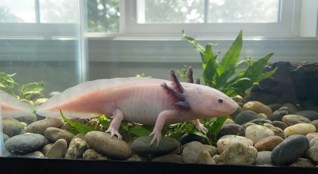 Axolotl Heat Spike Emergency: First 60 Minutes Response Plan and Post-Crisis Recovery
