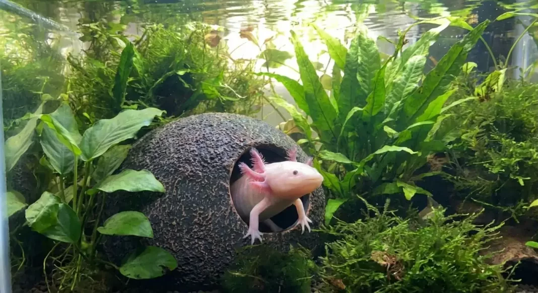 Axolotl Hides and Enrichment: Safe Materials, Placement Strategy, and Stimulation Ideas for Every Tank