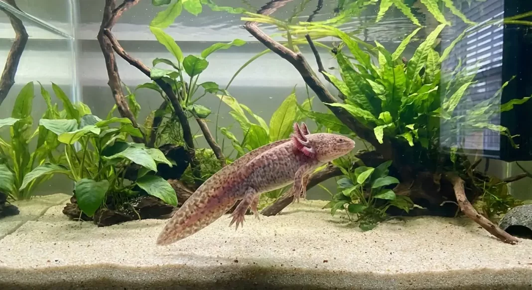 Axolotl Impaction Guide: Symptoms, Causes, Treatment, and Prevention