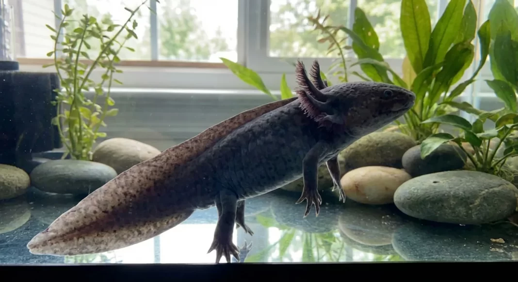 How Long Do Axolotls Live? Lifespan, Life Stages, and What Actually Determines Longevity