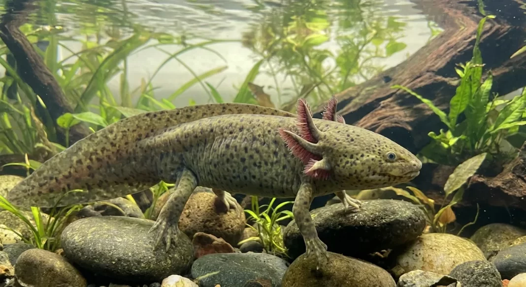Line-Breeding Risks in Axolotls: Defect Risk, Ethics, and Better Practices